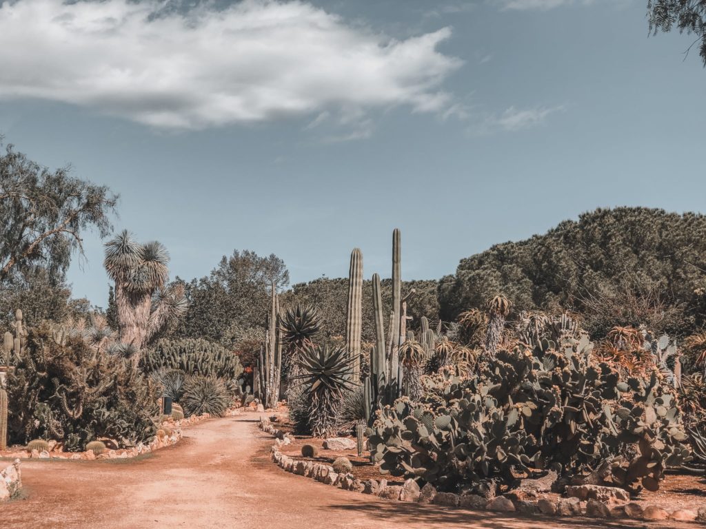 Cactus garden in Mallorca - Botanicactus