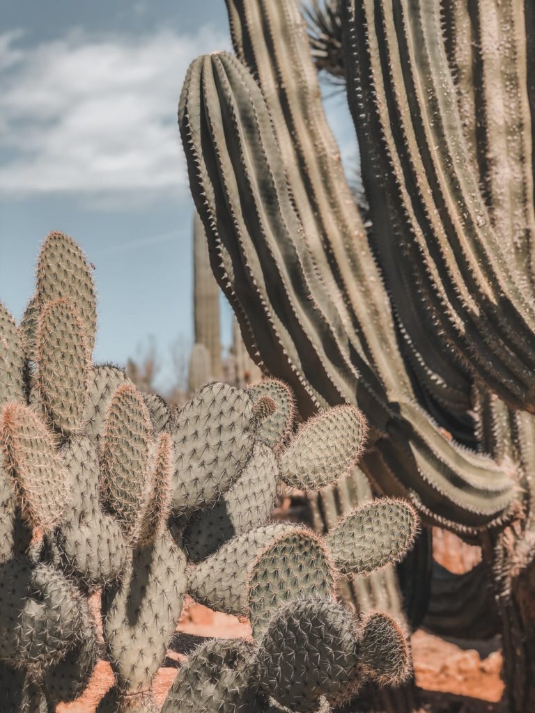 Cactus garden in Mallorca - Botanicactus